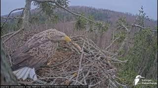 J E20241214 132155MaleBringsStickWorksCallsLooksUpBirdFliesByEagleMalesVoiceFromFarMaleOutAllInOne