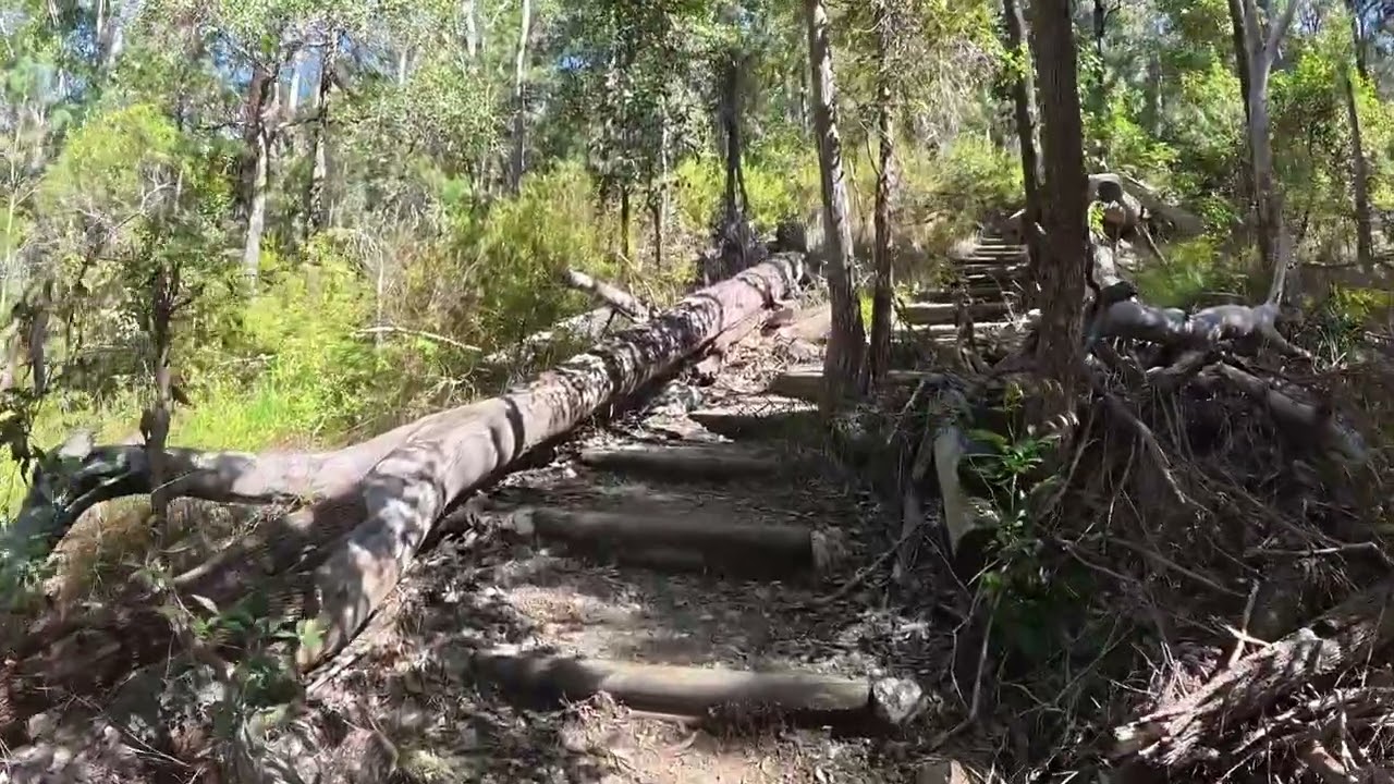 Laurieton Track - Dooragon National Park 500m Elevation Gain (no commentary)