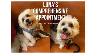 COMPREHENSIVE APPOINTMENT FOR LUNA - SHICHON DOG by Meet Pocholo and Luna - OUR TEDDY BEAR DOGS 94 views 1 year ago 7 minutes, 34 seconds