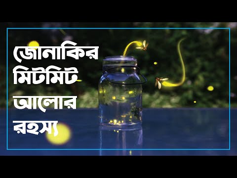 ভিডিও: ভেনাস ফ্লাইট্র্যাপ: বাড়িতে কীভাবে একটি গাছের যত্ন নেওয়া যায়