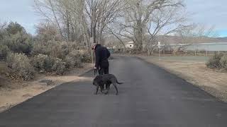 What a U Turn Is Actually Teaching Your Dog