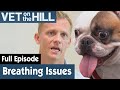 🐶 French Bulldog Needs A Nose Job To Breathe Properly | FULL EPISODE | S02E14 | Vet On The Hill