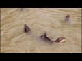 Otter Fishing in Bangladesh