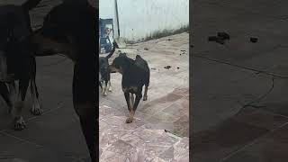 Copa dos cachorros #rottweiler #2026 #copadobrasil #bola #filhote #brasil