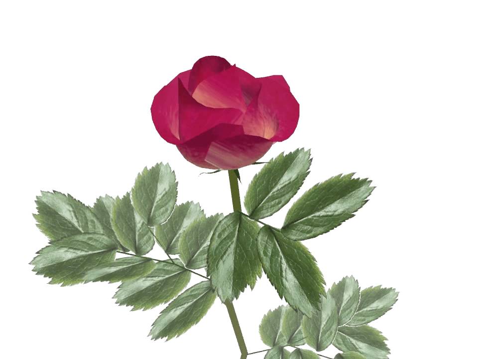 Rose with png-textures. Animated