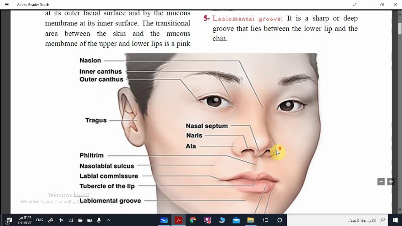 2- ExtraOral anatomical landmarks related to complete denture