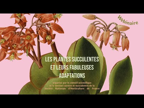 Vidéo: Plantes du désert : noms, description, caractéristiques et adaptation