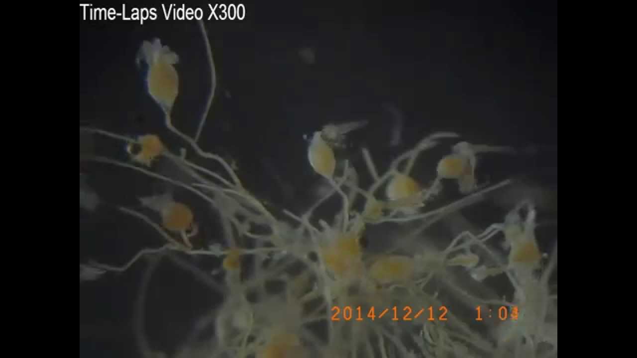 Polyp of Cladonema pacificum