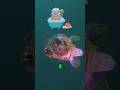 How a Fish Gets a Bath in the Ocean! #shorts