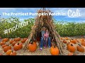 GORGEOUS PUMPKIN PATCH | Summerset Farm in Santa Ynez