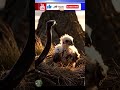 Snake Attacks Baby Eagle… Then THIS Happens! | Animals of Our Earth #wildlife #shorts