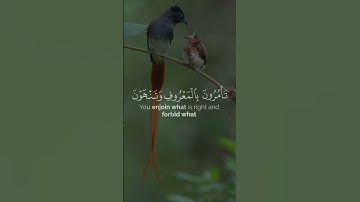 تلاوة خاشعة للشيخ المنشاوي من سورة آل عمران | كنتم خير أمة أخرجت للناس | تلاوة مؤثرة