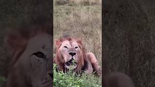 O leão rugindo na floresta #suspence #ação #animals #natureza #viralisar