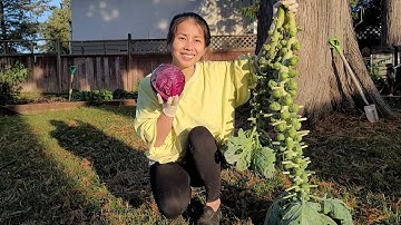 Thu Hoạch Cải Tý Hon Bắp Siêu To- Bắp Cải Tím - Vườn Rau Tiêu Điều Sau Những Ngày Trời Gió