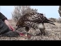 Training a Red-tailed hawk to hunt rabbits