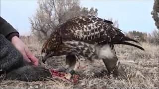 Training a Redtailed hawk to hunt rabbits