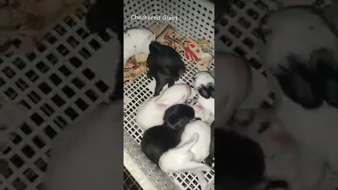 Checkered Giant Kits