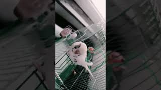 Utanma Necoyla Başını Yakar Sınıf Pek Peki Peki