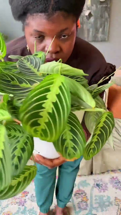 Easy Prayer Plant care #shorts #plants