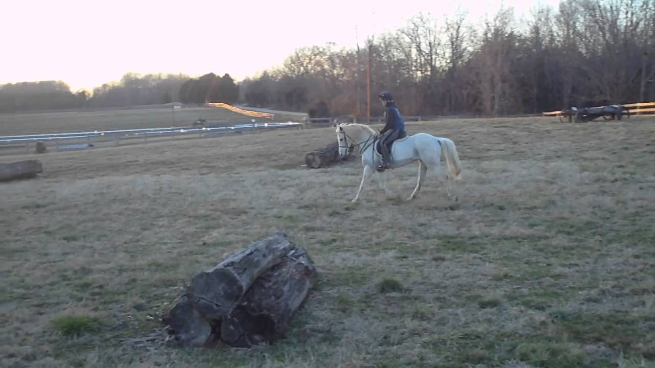 Welsh Pony For Sale Woodlands Foxy Lady (on the flat) YouTube