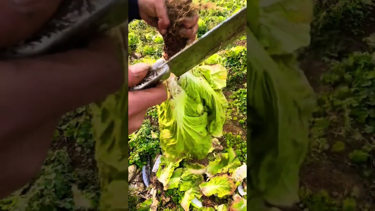 #satisfying #creativesurvival #farming #easyfarming #garden #gardening #agriculture #fruit