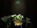 Quran Translation #quran #shortsfeed #shortsviral #quranrecitation #islamicshorts #hrtmedia #short