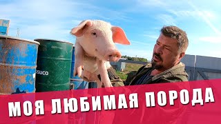 ПОРОДА СВИНЕЙ - ЛАНДРАС | ПРИВЕЗЛИ СВИНЕЙ 10-КГ | ЗЕМЛЯ ДЛЯ МНОГОДЕТНЫХ | ОГОРОД | ВАРИМ СВИНЬЯМ