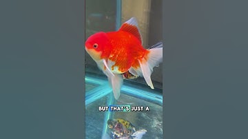 Goldfish Have a 3-Second Memory? Think Again! 😱🤔 #animals #wildlife #facts #goldfish #shorts