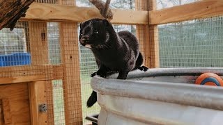 Fox Onyx and mink Pip adoption turns into rescue mission!