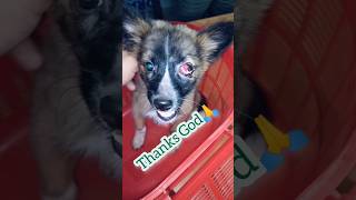 Thank you god🙏 #accident #dog #puppy #shorts #viral #subscribers #shortsfeed #shortvideo #animals