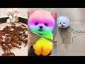 Tik Tok Chó Phốc Sóc Mini 😍 Funny and Cute Pomeranian #78