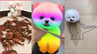 Tik Tok Chó Phốc Sóc Mini 😍 Funny and Cute Pomeranian #78