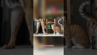 Tiny Cat vs. Smart Rat: The SURPRISE Ending! 🐱🐭🔥Story-Focused (Best for "Kids &amp; Family" Audience)
