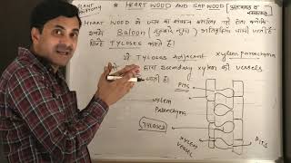 Heart Wood & Sap Wood (Plant Anatomy) | Hindi Medium screenshot 4