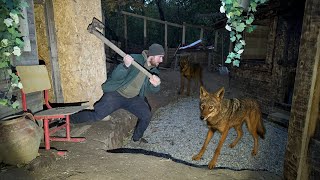 The jackals entered the chickens’ shelter in the middle of the night; I chased them away.