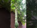 Papaya tree🍀 #youtube #viralvideo #nature #likeandsubscribe #papaya #tree #shorts #india ♥️🍀✨✨♥️