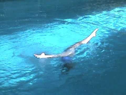 Synchronized Swimmer amazing Dive