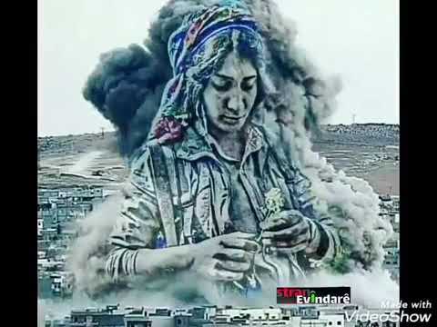 جكدار شهباء 