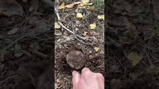 грибы белый сухойгруздь