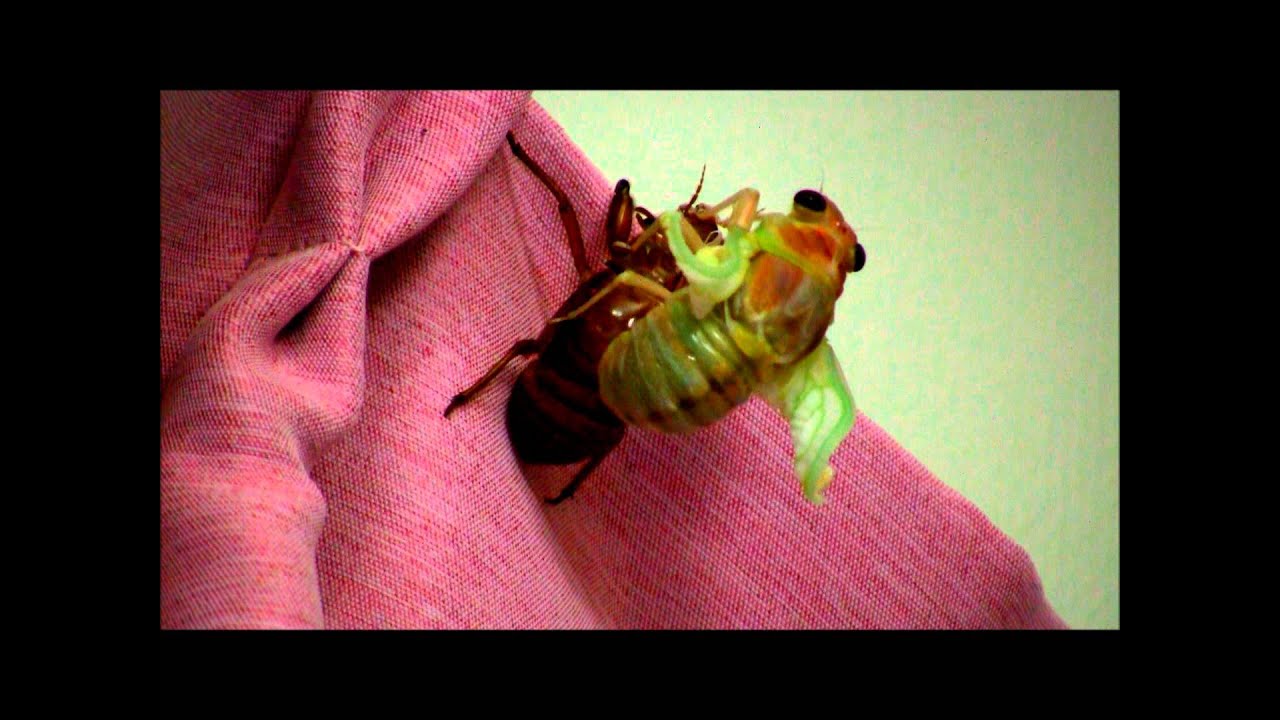 Time Lapse Cicada molting (shedding its skin 