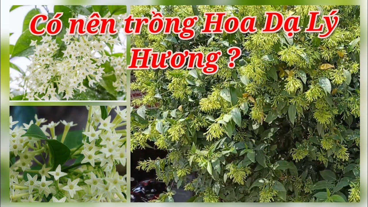 Hoa Dạ Hương (Dạ lý hương) thơm ngát về đêm -... - youtube