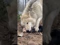 Полярная волчица МОРОШКА #greywolf #arcticwolf #wolf #полярныйволк