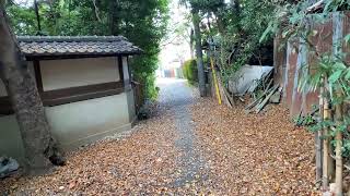 The Beautiful Protected Forest In Suginami, November 22, 2022