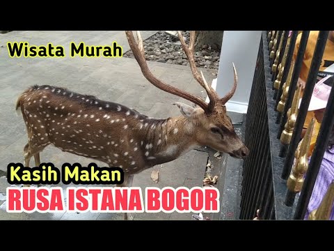 Wisata Kasih Makan Rusa Istana Bogor