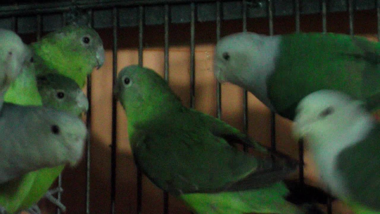 Grey headed lovebirds or Madagascar lovebirds (Agapornis Canus)