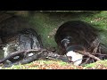 The Gullet Spout Crichope Linn