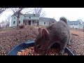 Squirrel Cam #subscribe #viralshort #youtubeshorts #squirrel #wildlife #birds #camera #cuteanimals