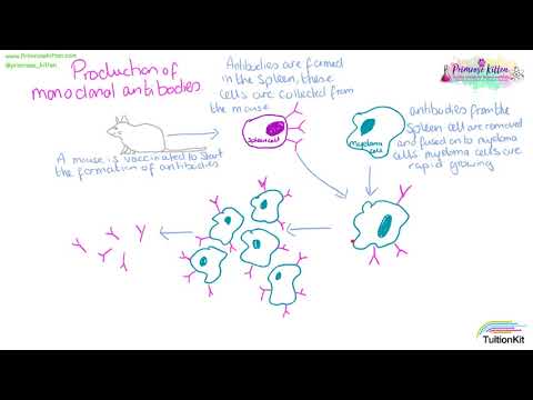 Monoclonal Antibodies