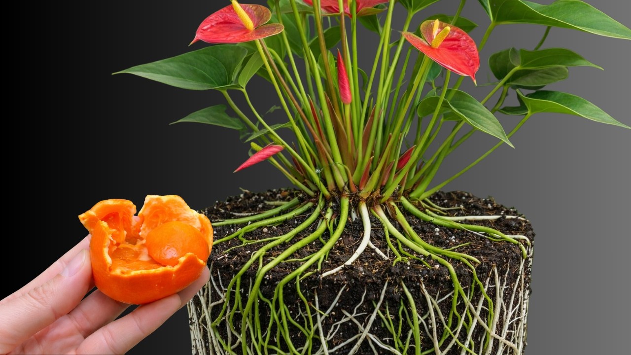 Всего 1 плод! Антуриум крепко растет и цветет круглый год.