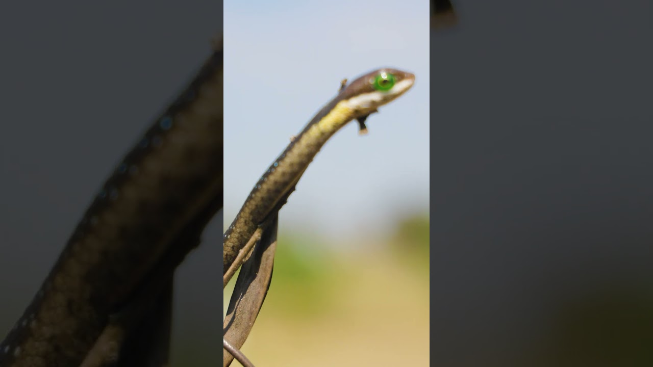 Hatchling Boomslang Diet 